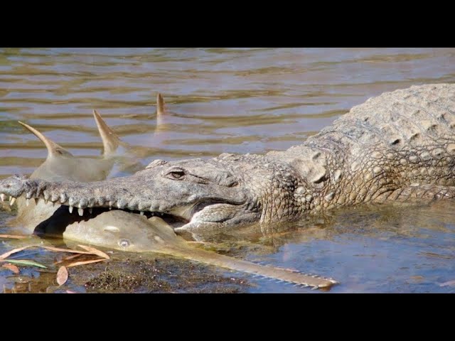 ANIMALS THAT CAN DEFEAT CROCODILES AND ALLIGATORS