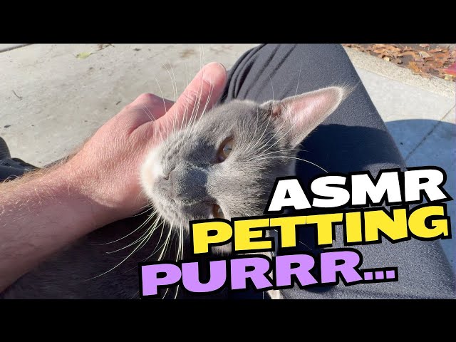 The Surprising ASMR Petting Effect on Kitten Behavior