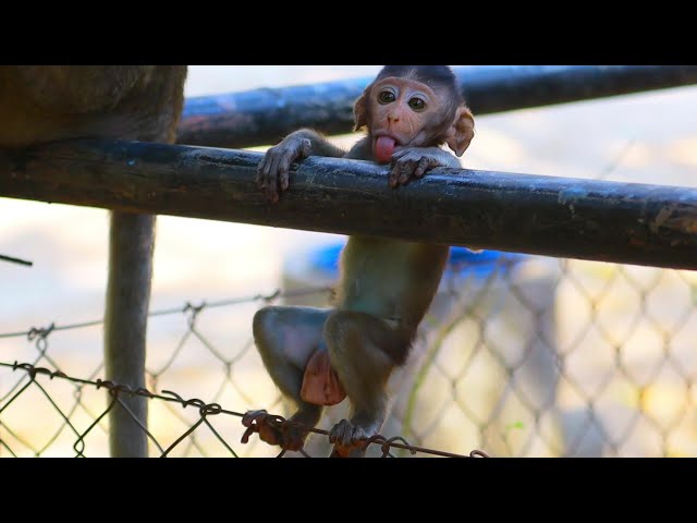 Cute baby monkey is live Day 044 | EP 03 ​|