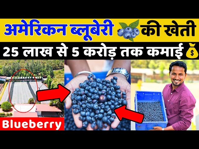 इंडिया में पहली बार अमेरिकन ब्लूबेरी की खेती😳💯Blueberry Farming Profit || Indian Farmer