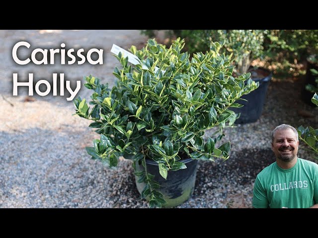 Carissa Holly - Ilex cornuta 'Carissa'