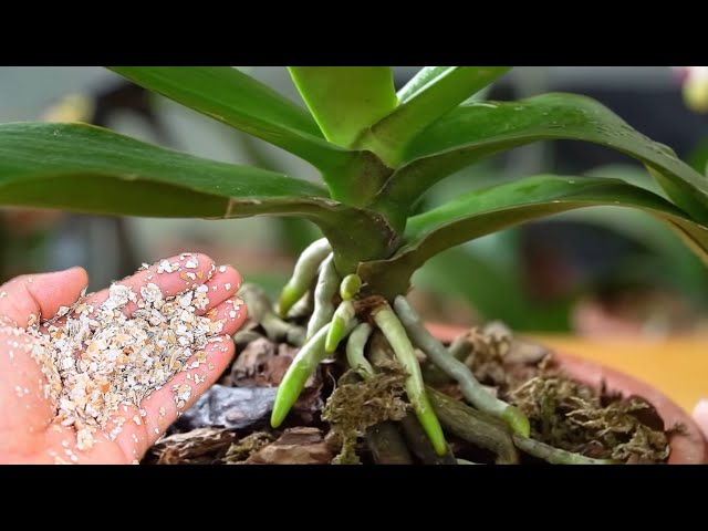 How to use egg shells to keep orchids healthy and blooming all year round