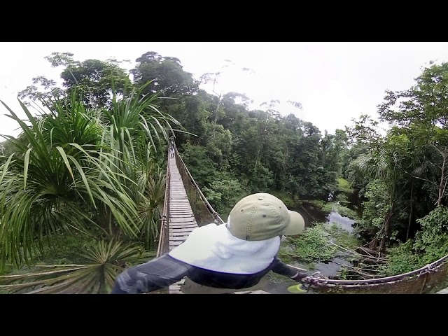 Amazon Jungle Suspension Bridge