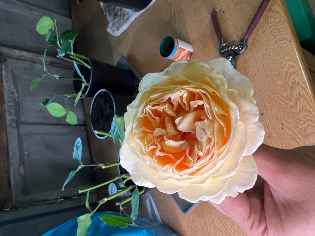 How to do rose cuttings - a step by step guide. Crown Princess Margareta rose review, David Austin.