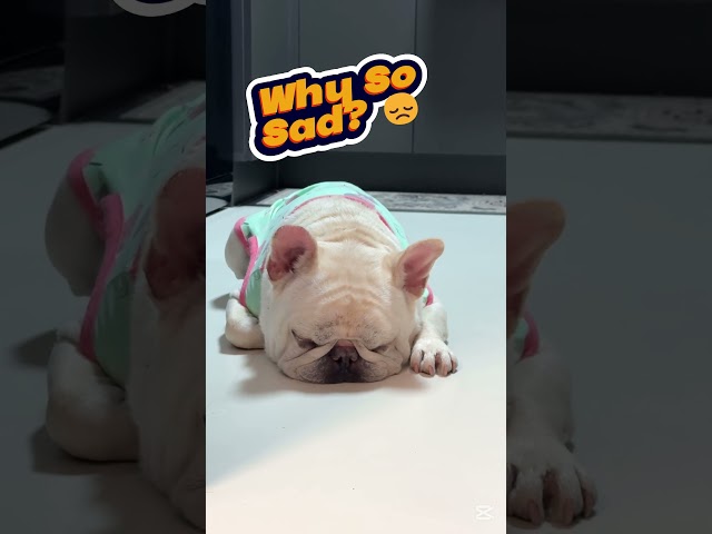 Sad but Cute 🐶❤️#funny,#shorts,#DogVideos,#CuteDogs,#DogsOfYouTube,#DogLovers#viralvideo