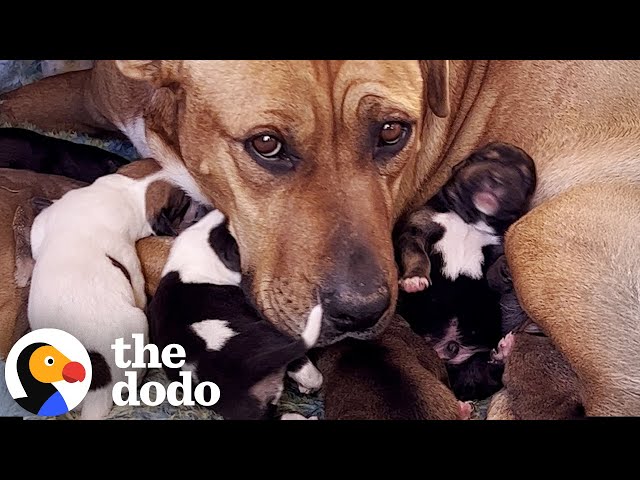 Mama Dog And Her Babies Get Rescued In The Middle Of The Desert | The Dodo