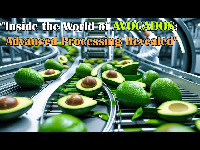 From Orchard to Factory: How Millions of Avocados Are Processed | Farming Documentary