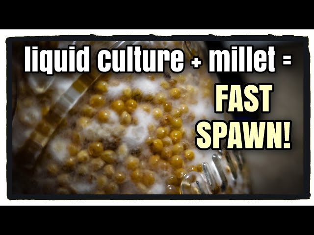 Liquid Culture + Millet = FAST Grain Spawn!!