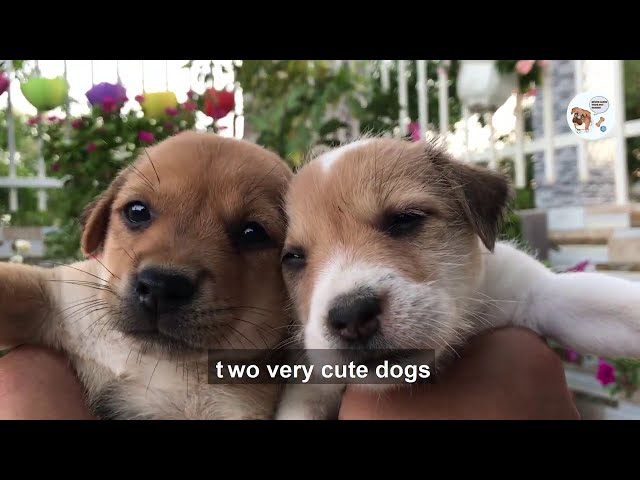 two abandoned little dogs living in scrap metal, too weak cannot compete for food with others