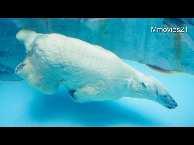 ミルクのために魚と肉を取ってくるクルミ~ホッキョクグマ親子