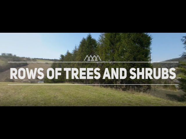 Carpathians Unite - Green Infrastructure: rows of trees and shrubs