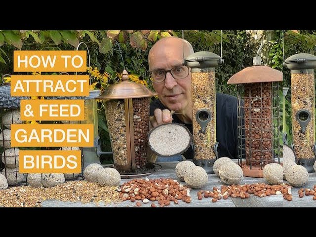 HOW TO ATTRACT & FEED GARDEN BIRDS – Bird feeders, baths, hygiene & creating wildlife habitats