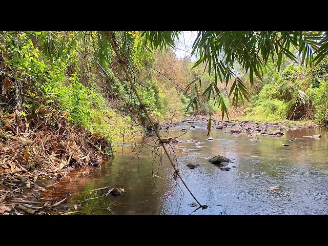 Gentle River Sounds with Birds Chirping | Calming Nature Ambience for Relaxation