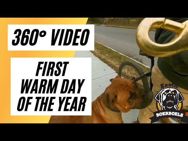 360° Dog Walk - First Warm Day of The Year (Tips & Tricks)