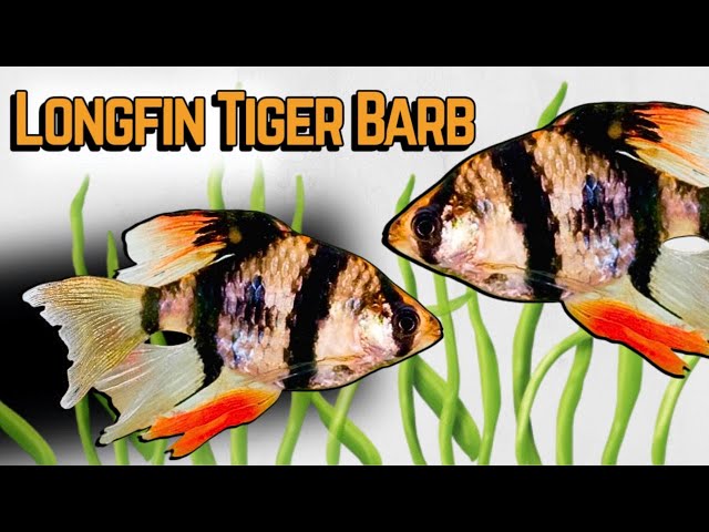 Longfin Tiger Barb Care Guide: Tank Setup, Diet & Breeding Tips