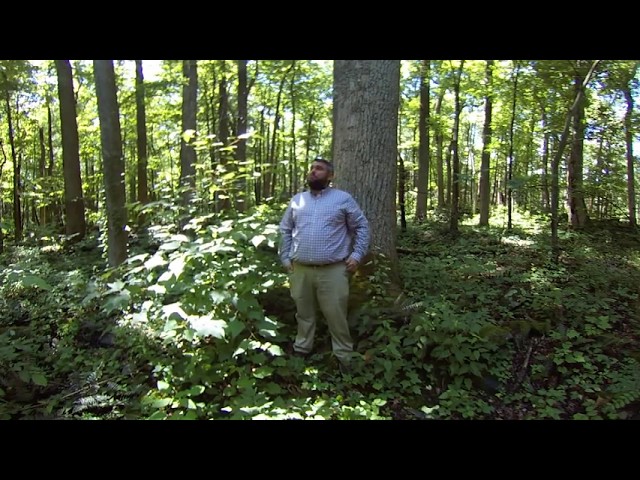 Southern Appalachian Forested Ecosystems 360° - Acidic Cove Forests