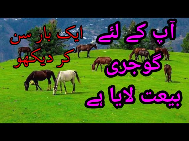 #hamara_jk  NEW GOJARI BAIT | GOJARI PAHARI BAIT |jk gujari song|jk pahari geet|Kashmir  pahari geet