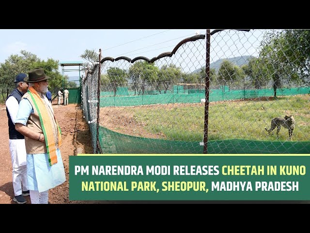 PM Narendra Modi releases Cheetah in Kuno National Park, Sheopur, Madhya Pradesh l PMO