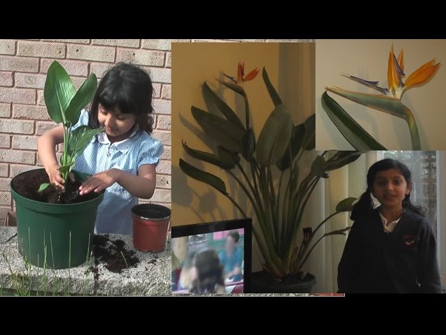 How to Grow Bird Of Paradise Plant Flowers - Growing Guide Over 3.5 Years, Care Tips