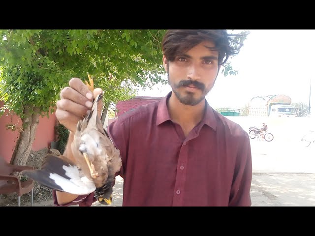 amazing Birds hunting video with slingshot ever || غلیل کے ساتھ پرندوں کے شکار کی حیرت انگیز ویڈیو