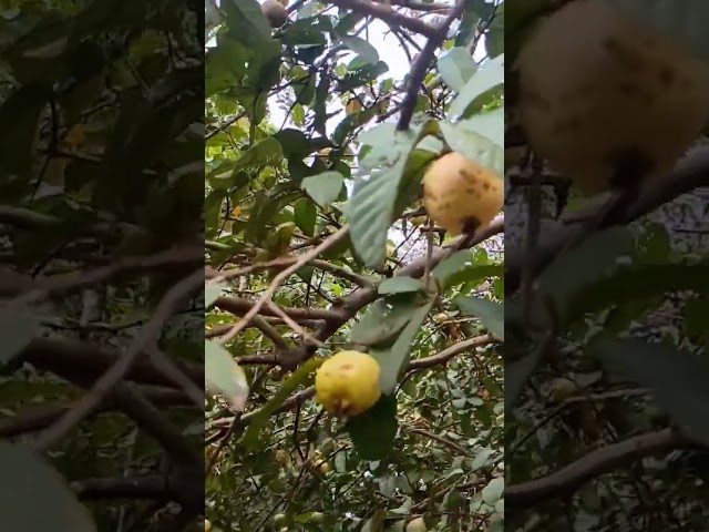 Gratidão a Deus por todas as bençãos amém 🙏❤️❤️❤️🌺🌸🌹