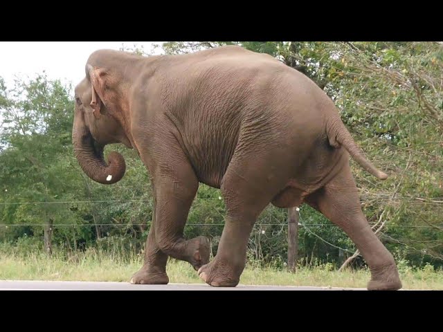 How the wild elephant that came towards the village was chased away.