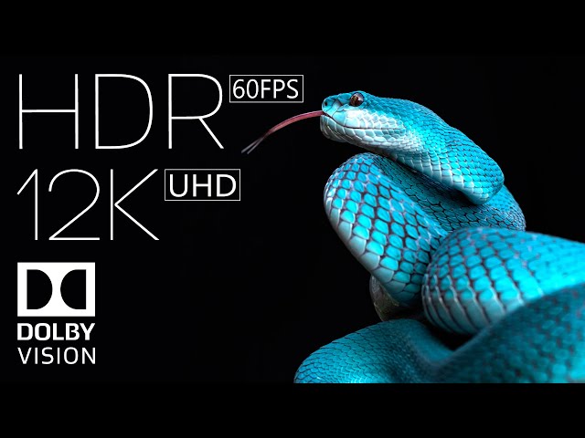 12K HDR 60fps Dolby Vision | World of Animals