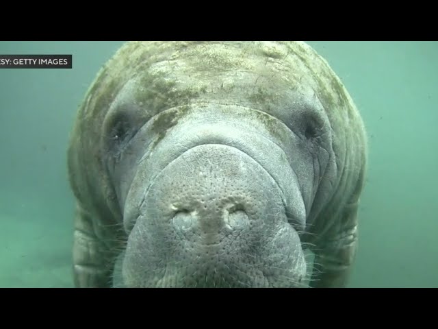 Miami International Boat Show spotters help keep manatees safe