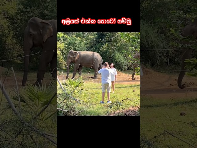 “Photogenic “ #elephant #srilankanwildlife #viralvideo #youtubeshorts #attack