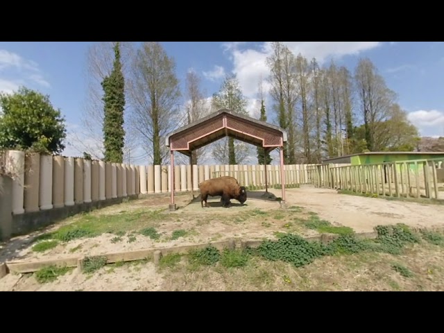 【VR180】東武動物公園「アメリカバイソン」①