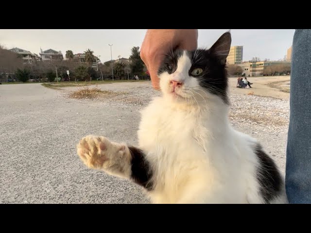 When I Fed Cute Tuxedo Cat, The Other Cats Surrounded Me