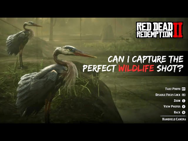 RDR2 Ambient Relaxing Wildlife Photography Walk 1907 | Walking, Scenery & Animals