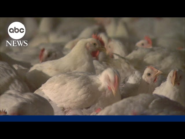 Bird flu mutated inside US patient: CDC