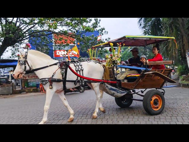 KUDA - NAIK DELMAN - KUDA DELMAN INDONESIA & LAGU L CICAK DIDINDING POPULER - NAIK DELMAN - KUDAKU