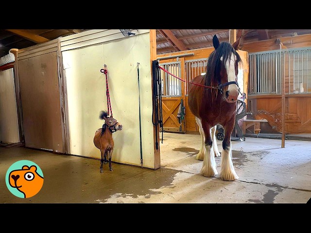 Two Tiny Horses Become Kinds Of The Farm| Cuddle Buddies