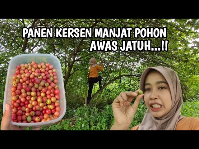 Manjat Pohon Buah Kersen