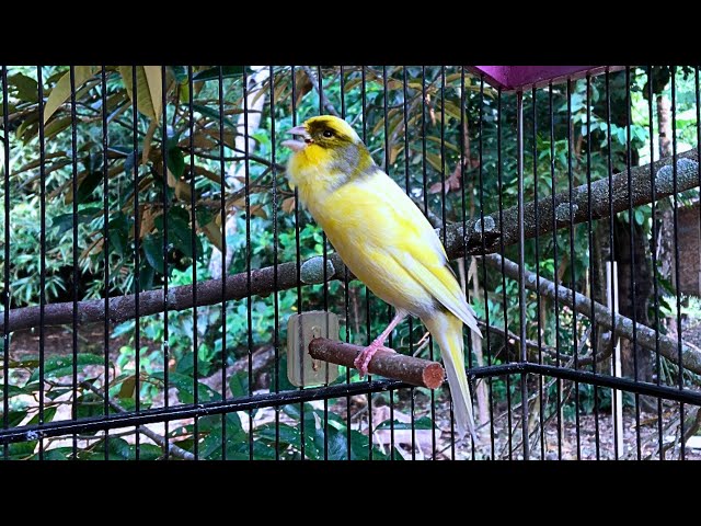 Belgian Canaries Sing to Charm Friends - Canary Singing Training