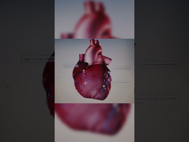 Human Heart #medical #viralvideo #trending #radiology #anatomy #feedshorts #abnormality #haert #ai