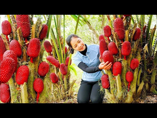 3 Days WOMAN Harvesting Red Pineapple Goes To The Market Sell - Cooking - Hanna Daily Life