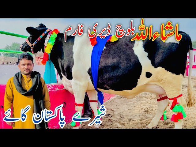 Mashallah Baloch Dariy Farm | 45Kg World Milking Cow For Sale Australian Friesian Crass Cow For Sale