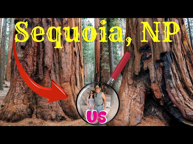 🌍📹 Join Our Epic Journey Through Sequoia & Kings Canyon! 🏞🌳@ohmaitravels7829