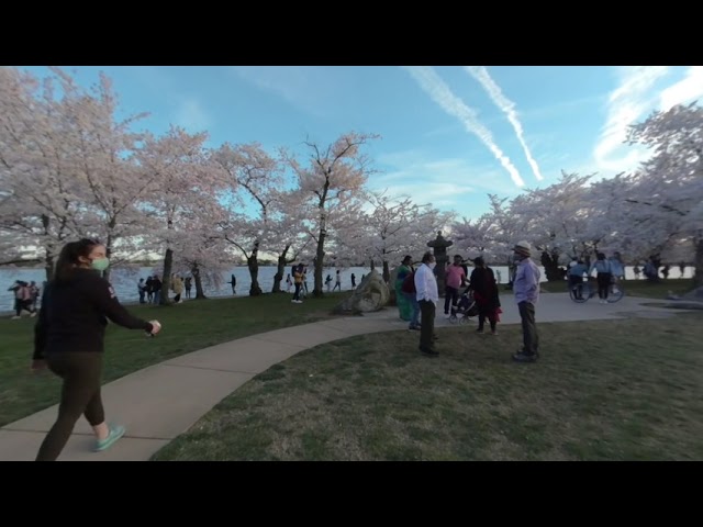 DC Cherry Blossoms H921 YT VR180 injected