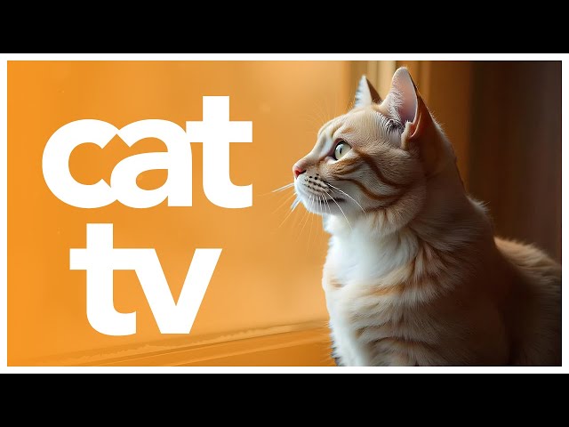 CAT TV 🌈 - Enrichment Video for Cats to Watch  - 20 Hour Petflix Video