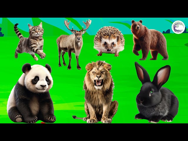 Vibrant Animal World: Cat, Deer, Hedgehog, Bear, Rabbit, Lion, Panda