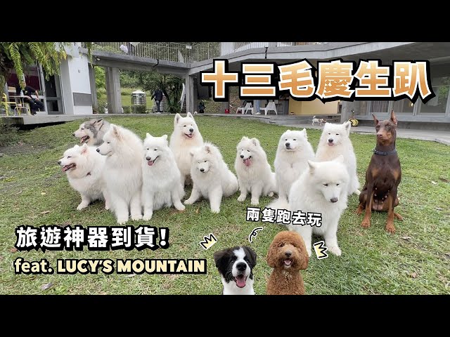 『十三毛慶生趴』旅遊神器到貨！ft.LUCY’S MOUNTAIN (薩摩耶多比Dobby is free)