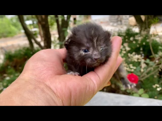 The miracle of life! Rescued kitten 🐱 is healthy and happy! 😍❤️👍