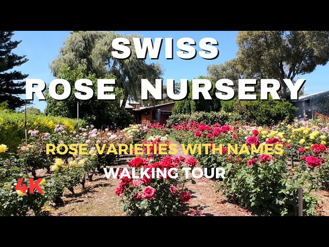 The Swiss Rose Garden Nursery-Perth #rose #garden #flowers #nature #walkingtour #travel #australia