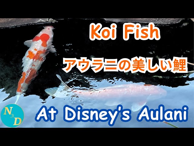 Aulani's BEST Kept Secret: The Exotic Koi Fish You Need to See!