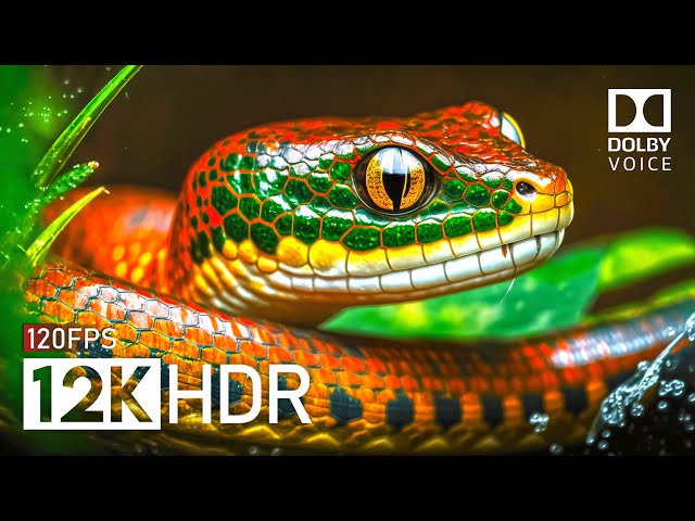 The Future of 12K HDR is INSANE