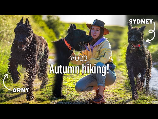 Life with Giant Schnauzers | Ep. 23 | Autumn Mountains Hike